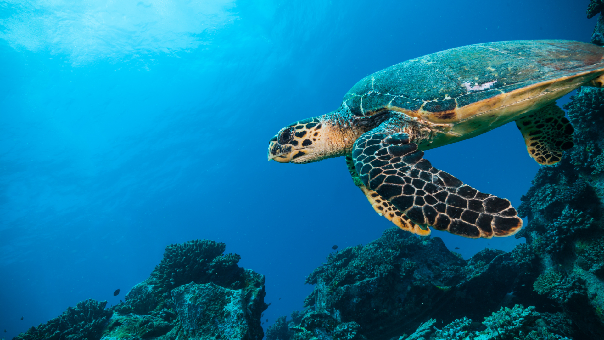 Harnessing the Blue Horizon: Unleashing the Power of Ocean Economy to Combat Carbon Emissions